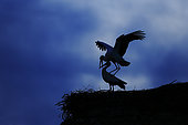 White stork (Ciconia ciconia) mating on its nest in the Cotentin marshes park Bessin, Normandy, France
