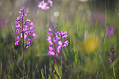 Loose-flowered orchid (Anacamptis laxiflora) in a wet meadow