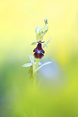 Fly orchid (Ophrys insectifera) in spring bloom