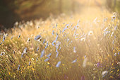 A meadow of tall daisies (Leucanthemum vulgare) in spring, cradled in the late afternoon sun.