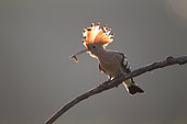 Hoopoe (Upupa epops) with a larva in its beak and its hoopoe raised.