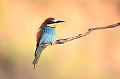 European Bee-eater (Merops apiaster) adult on a branch