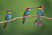 European Bee-eater (Merops apiaster) offering sequence from male to female