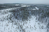 Taiga in winter, Finland