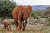 African Savanna Elephant or Savanna Elephant (Loxodonta africana), moves through the savannah, eating,Mother and baby, dry shrubby savannah, Laikipia County, Kenya, East Africa, Africa