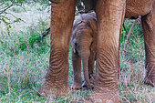 African Savanna Elephant or Savanna Elephant (Loxodonta africana), moves through the savannah, eating,Mother and baby, dry shrubby savannah, Laikipia County, Kenya, East Africa, Africa