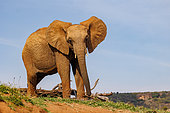 African Savanna Elephant or Savanna Elephant (Loxodonta africana), moves through the savannah, eating, dry shrubby savannah, Laikipia County, Kenya, East Africa, Africa
