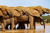 African Savanna Elephant or Savanna Elephant (Loxodonta africana), drinking at the waterhole, dry shrubby savannah, Laikipia County, Kenya, East Africa, Africa