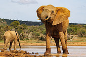 African Savanna Elephant or Savanna Elephant (Loxodonta africana), drinking at the waterhole, dry shrubby savannah, Laikipia County, Kenya, East Africa, Africa
