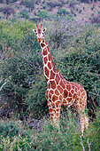 Reticulated giraffe (Giraffa reticulata), moving in the savannah, dry shrubby savannah, Laïkipia County, Kenya, East Africa, Africa
