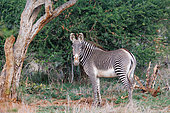 Grevy's Zebra (Equus grevyi), in the savannah, dry shrubby savannah, Laïkipia County, Kenya, East Africa, Africa