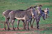 Grevy's Zebra (Equus grevyi), in the savannah, dry savannah, Laïkipia County, Kenya, East Africa, Africa