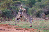 Grevy's Zebra (Equus grevyi), in the savannah, Fight between males, dry shrubby savannah, Laïkipia County, Kenya, East Africa, Africa