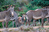 Grevy's Zebra (Equus grevyi), in the savannah, Mother and baby, dry shrubby savannah, Laïkipia County, Kenya, East Africa, Africa