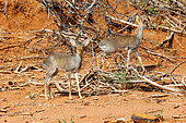 Günther's Dik-Dik (Madoqua guentheri) in the savannah, dry shrub savannah, Laïkipia County, Kenya, East Africa, Africa