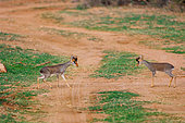 Günther's Dik-Dik (Madoqua guentheri) in the savannah, Fight between 2 male, dry shrub savannah, Laïkipia County, Kenya, East Africa, Africa