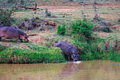 Common hippopotamus or Hippo (Hippopotamus amphibius), in the water, dry shrubby savannah, Laikipia County, Kenya, East Africa, Africa