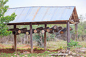 apiary, hollow tree trunk set up for bees making honey, dry shrub savannah, Laïkipia County, Kenya, East Africa, Africa