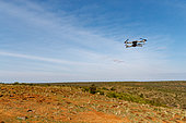 Drone, dry shrub savannah, County of Laikipia, Kenya, East Africa, Africa
