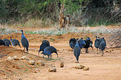 Vulturine guinea fowl (Acryllium vulturinum), group in the savannah, dry shrubby savannah, Laïkipia County, Kenya, East Africa, Africa