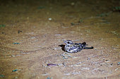 Abyssinian Nightjar (Caprimulgus poliocephalus), lying on the ground at night, dry shrub savannah, Laikipia County, Kenya, East Africa, Africa
