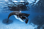 Reef manta ray (Mobula alfredi) feeding between the corals in the pools of Longoni, Mayotte.