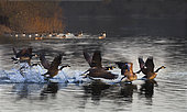 Canada geese (Branta canadensis) at sunrise. Sauer Delta. Rhine banks in Alsace, France