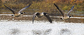 Canada Goose (Branta canadensis) in flight at sunrise. Sauer Delta Nature Reserve. Rhine bank, Munchhausen, Alsace, France