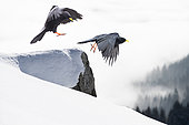 Alpine Chough (Pyrrhocorax graculus) in flight (digital composition), Samoëns, Alps, France