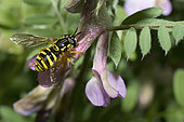 Hoverfly (Chrysotoxum cautum) quenching its thirst from the mucus of a leafhopper larva, Mont Ventoux, Provence, France