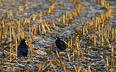 Rook (Corvus frugilegus) in a cornfield, Vosges du Nord Regional Nature Park, France