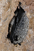 Whiskered Bat (Myotis mystacinus) hibernating, Vosges du Nord Regional Nature Park, France