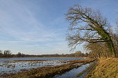 Flooded polder on the Rhine, Sauer Delta Nature Reserve, Munchhausen, Alsace, France