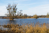 Flooded polder on the Rhine, Sauer Delta Nature Reserve, Munchhausen, Alsace, France