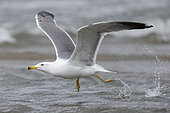 Yellow-legged Gull (Larus michahellis), side view of an immature in flight, Campania, Italy