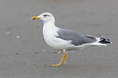 Yellow-legged Gull (Larus michahellis), side view of an adult standing on a beach, Campania, Italy