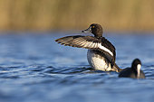 Tufted Duck (Aythya fuligula), side view of a female flapping its wings, Campania, Italy