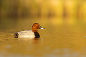 Common Pochard (Ayhtya ferina), side view of an adult male swimming in the water, Campania, Italy