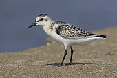 Sanderling (Calidris alba), side view of a juvenile standing on the shore, Campania, Italy