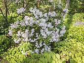 Great White Rhododendron, Rhododendron decorum, in bloom
