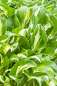 Plantain Lily, Hosta undulata 'Medio Variegata', foliage