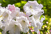 Rhododendron 'Loderi Pink Diamond', flowers