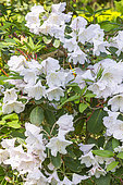 Great White Rhododendron, Rhododendron decorum, flowers