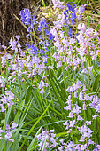 Spanish Bluebell, Hyacinthoides hispanica 'Queen of the Pinks', Hyacinthoides hispanica 'Excelsior', flowers