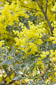 Acacia (Acacia X hanburyana) flowers