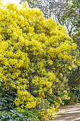 Acacia (Acacia X hanburyana) in bloom