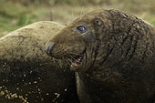Portrait of Grey Seal (Halichoerus grypus), Lincolnshire, England
