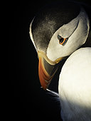 Atlantic Puffin (Fratercula arctica) preening, Skomer island, Pembrokeshire, Wales