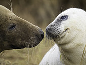 Portrait of Grey Seal (Halichoerus grypus), Lincolnshire, England