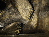 Grey Seal (Halichoerus grypus) paws, Lincolnshire, England